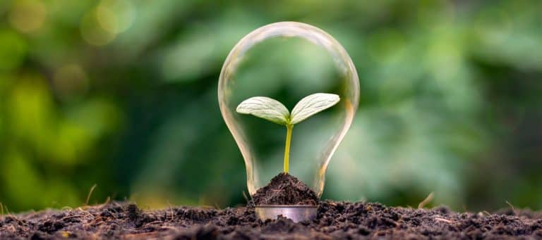 Seedling growing in a lightbulb